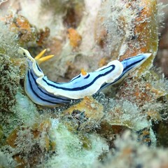 Chromodoris elisabethina