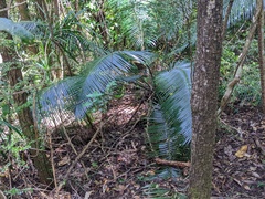 Lepidozamia peroffskyana