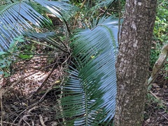 Lepidozamia peroffskyana