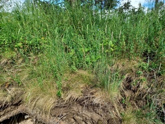 Elymus alaskanus