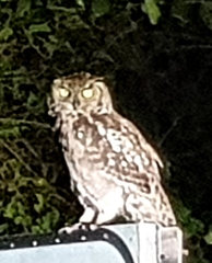 Bubo africanus africanus