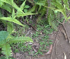 Trachylepis comorensis