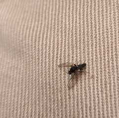 Austrosimulium australense