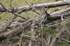 Zosterops virens capensis