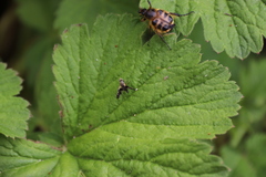 Lasiotrichius succinctus