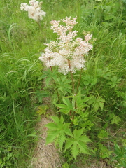 Filipendula palmata