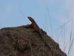 Pseudocordylus melanotus