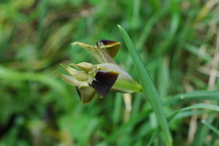 Iris tuberosa