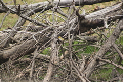 Zosterops virens capensis