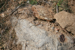 Podarcis siculus tyrrhenicus