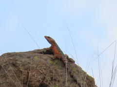 Pseudocordylus melanotus