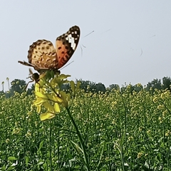 Argynnis hyperbius