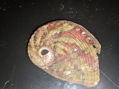 Haliotis coccoradiata