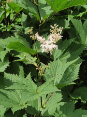 Filipendula camtschatica