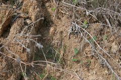 Podarcis siculus tyrrhenicus