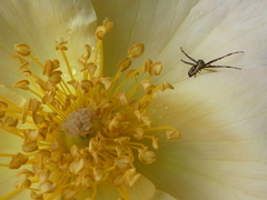 Diaea ambara