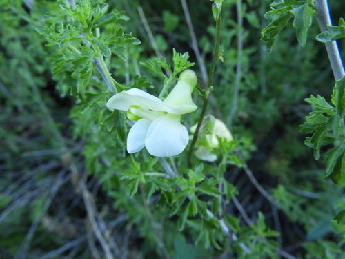 Image of Phaseolus Albiflorus (Phaseolus albiflorus) by (c) Leticia Jiménez Hernández, some rights reserved (CC BY-SA)