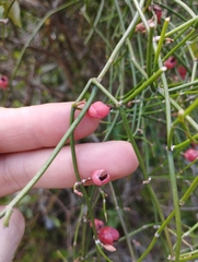 Ephedra tweedieana