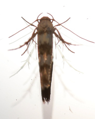 Stathmopoda tritophaea