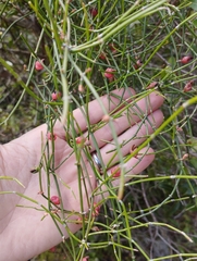 Ephedra tweedieana