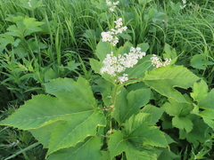 Filipendula camtschatica