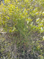 Ephedra tweedieana