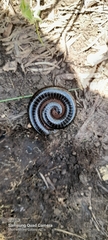Myriapoda