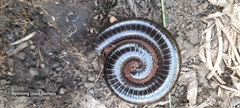Myriapoda