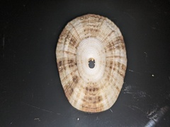 Diodora lineata