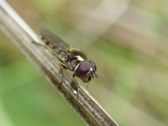 Melangyna viridiceps