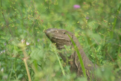 Varanus bengalensis