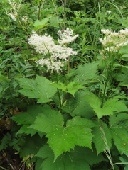 Filipendula camtschatica
