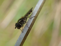 Melangyna viridiceps