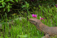 Varanus bengalensis