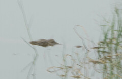 Crocodylus palustris