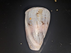 Conus papilliferus