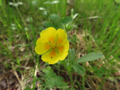 Potentilla stolonifera