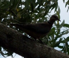 Streptopelia capicola