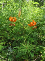 Lilium debile