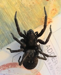Uliodon