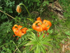 Lilium debile