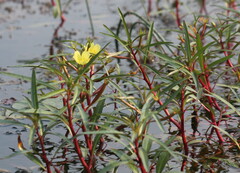Ludwigia adscendens