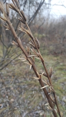 Oenothera rubricaulis