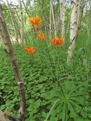 Lilium debile