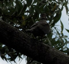 Streptopelia capicola