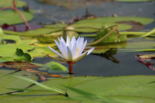 Nymphaea nouchali var. caerulea image