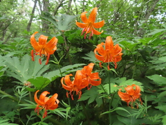 Lilium debile