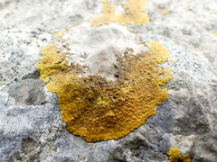 Variospora aurantia