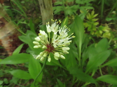 Allium ochotense