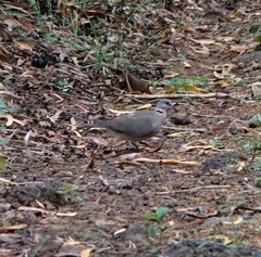 Streptopelia capicola